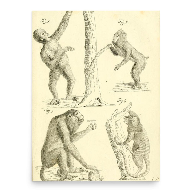 Camillo Ranzani poster print, in size 18x24 inches.