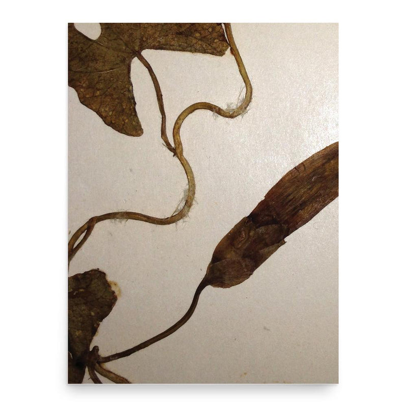 Caroline Bingham poster print, in size 18x24 inches.