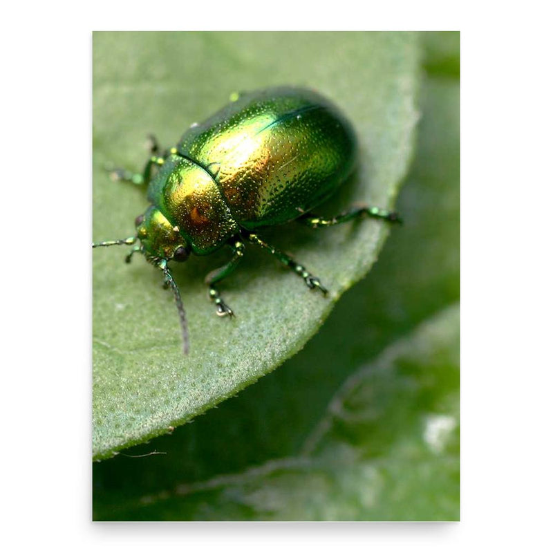 Caspar Erasmus Duftschmid poster print, in size 18x24 inches.