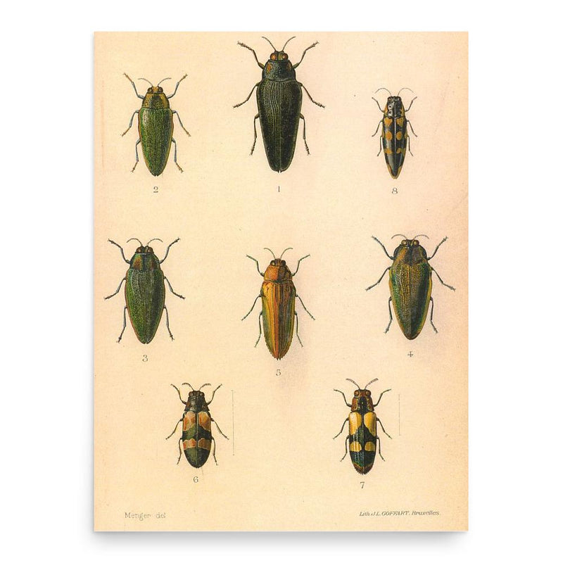 Charles Kerremans poster print, in size 18x24 inches.