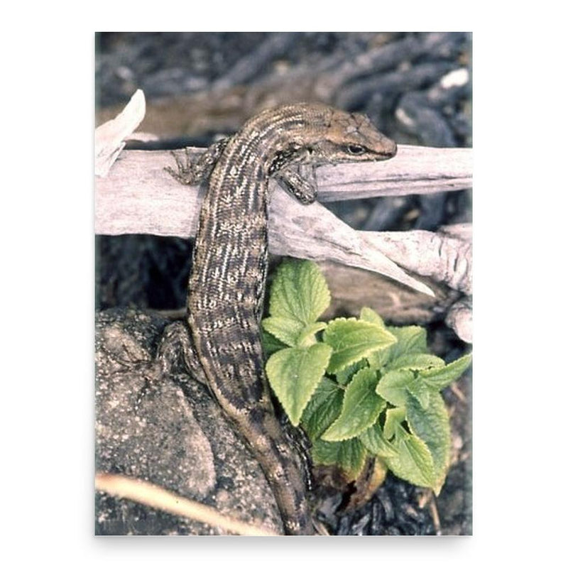 Charles Telfair poster print, in size 18x24 inches.