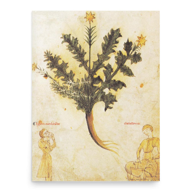 Chelidonia poster print, in size 18x24 inches.