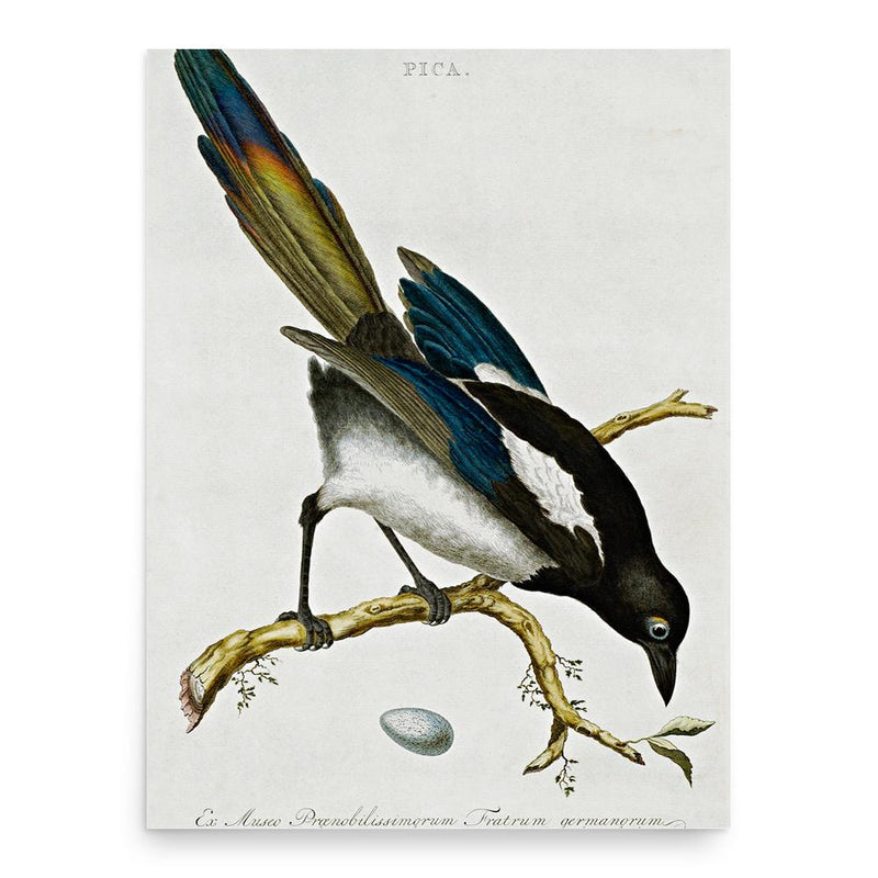 Cornelius Nozeman poster print, in size 18x24 inches.