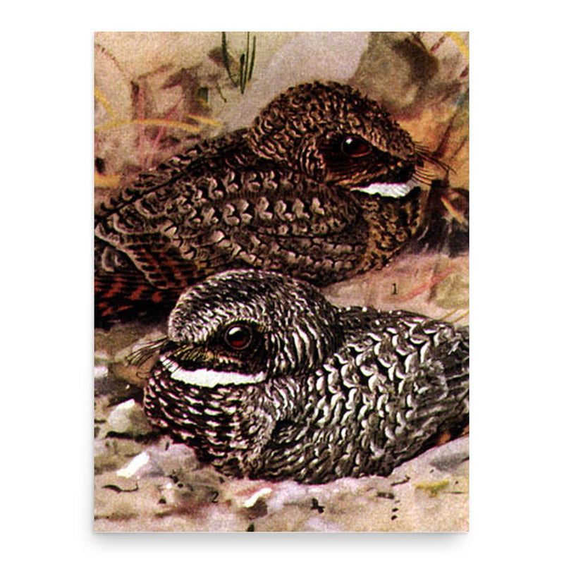 Edmund Jaeger poster print, in size 18x24 inches.