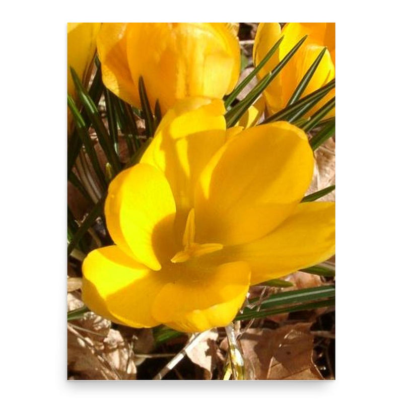 Edward Augustus Bowles poster print, in size 18x24 inches.