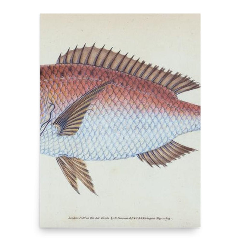 Edward Donovan poster print, in size 18x24 inches.