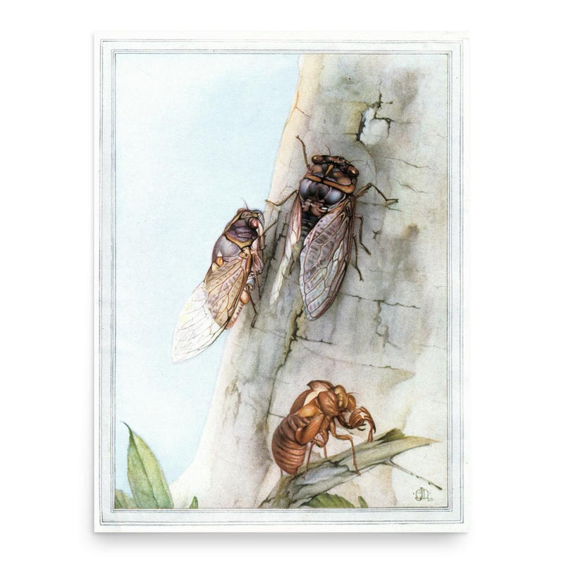 Edward Julius Detmold poster print, in size 18x24 inches.