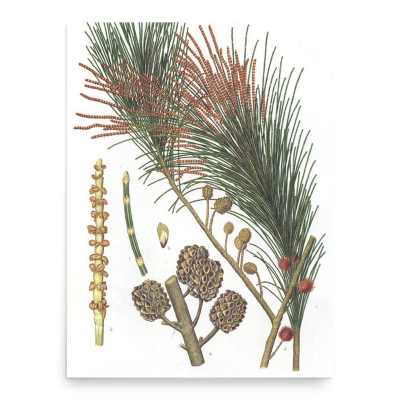 Edward Minchen poster print, in size 18x24 inches.