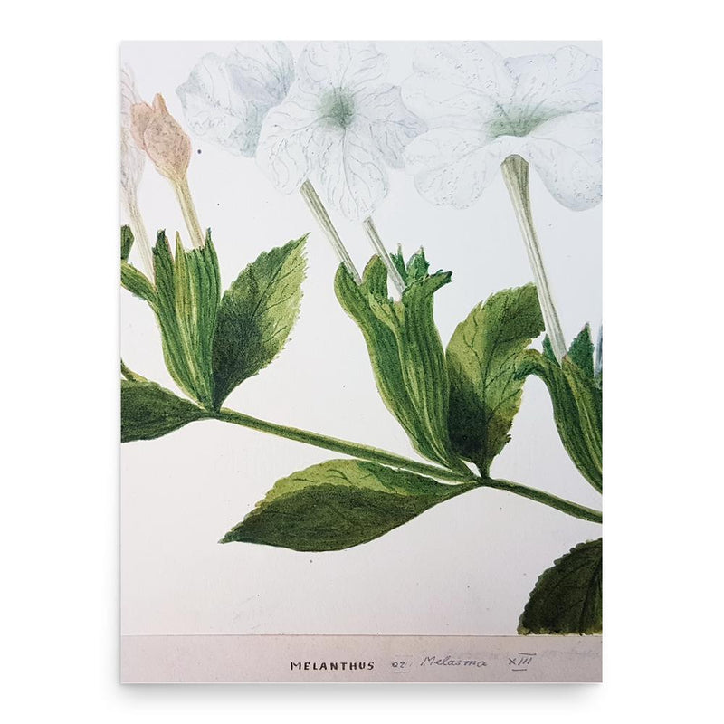 Edward Rooper poster print, in size 18x24 inches.