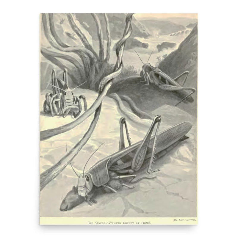 Edward Step poster print, in size 18x24 inches.