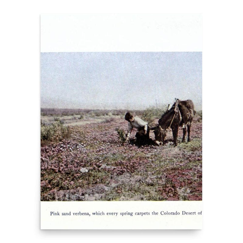 Elisabeth Hallowell Saunders poster print, in size 18x24 inches.