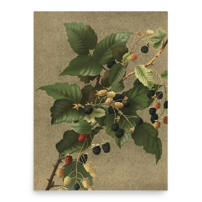 Ellen Thayer Fisher poster print, in size 18x24 inches.