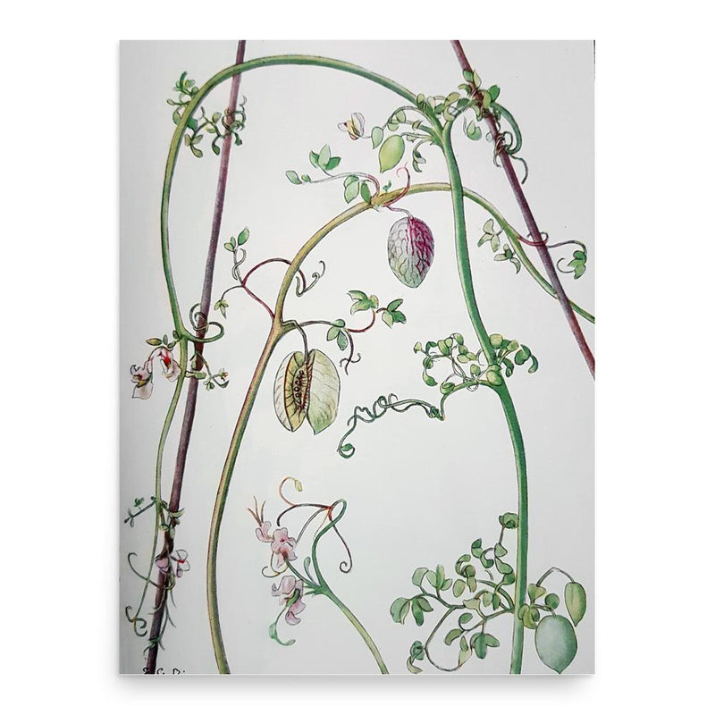 Elsie Garrett Rice poster print, in size 18x24 inches.