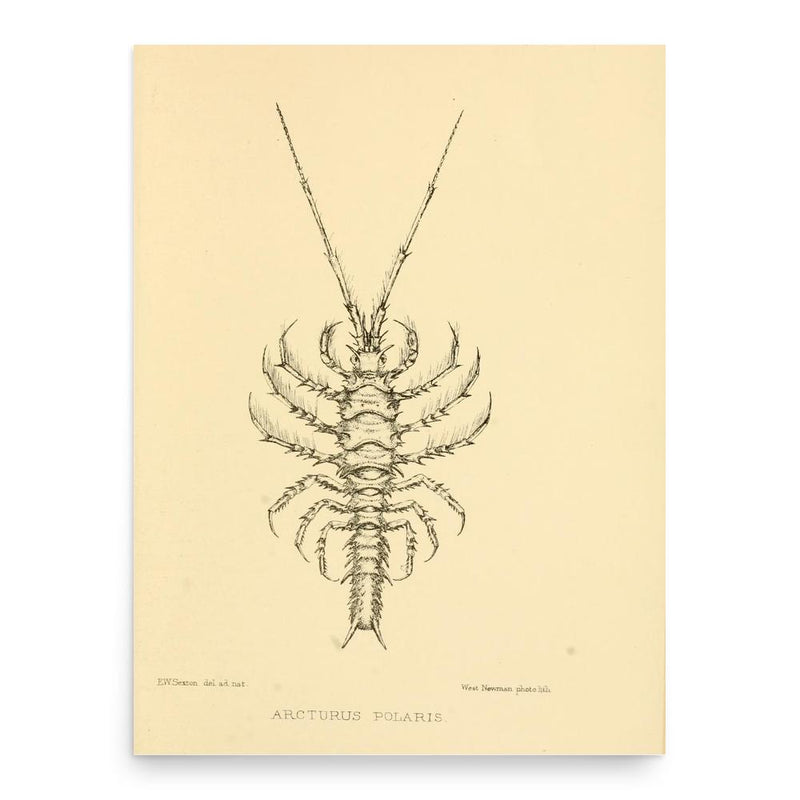 Elsie Wilkins Sexton poster print, in size 18x24 inches.