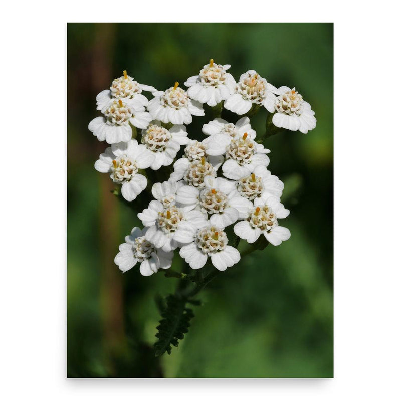 Elspeth Reoch poster print, in size 18x24 inches.