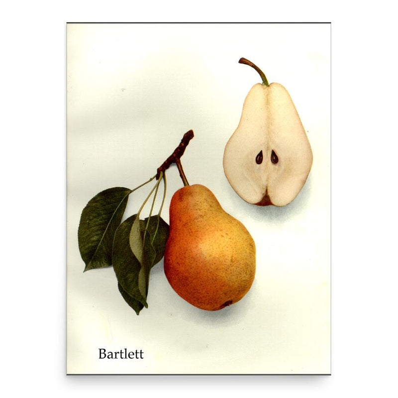 Enoch Bartlett poster print, in size 18x24 inches.