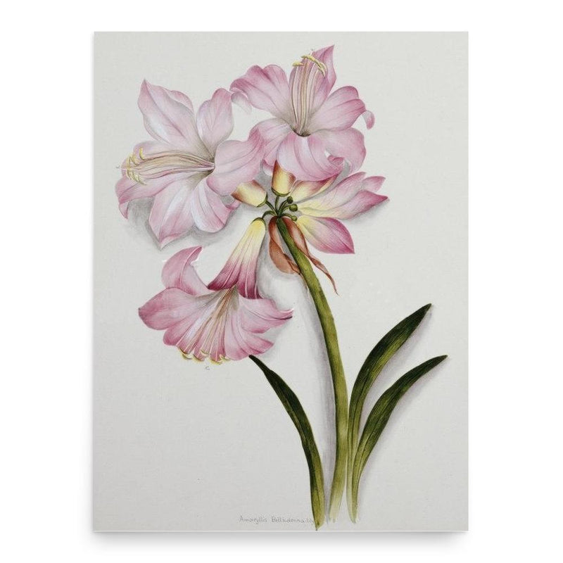 Ethel May Dixie poster print, in size 18x24 inches.