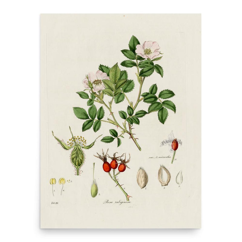 Fanny Blood poster print, in size 18x24 inches.