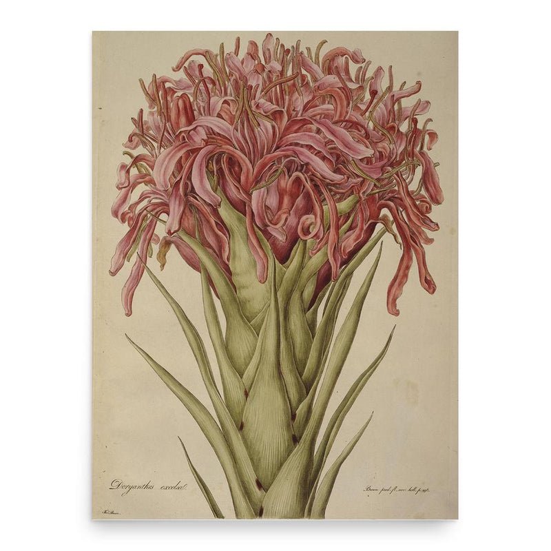 Ferdinand Bauer poster print, in size 18x24 inches.