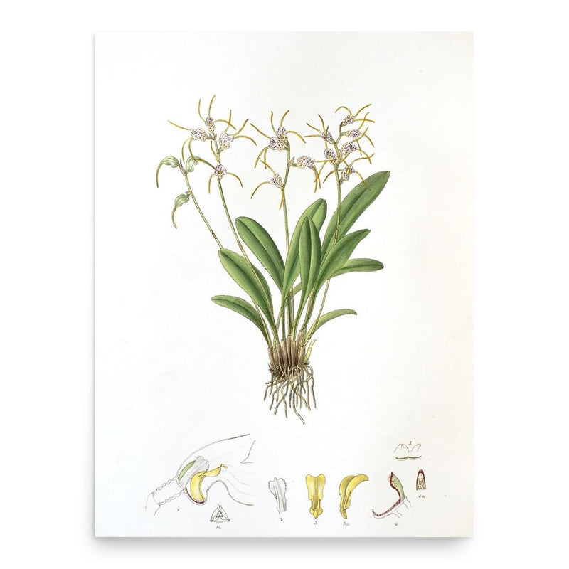 Florence Woolward poster print, in size 18x24 inches.