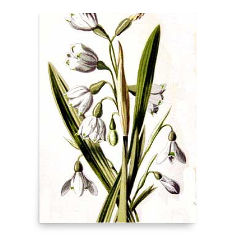 Frederick Edward Hulme poster print, in size 18x24 inches.