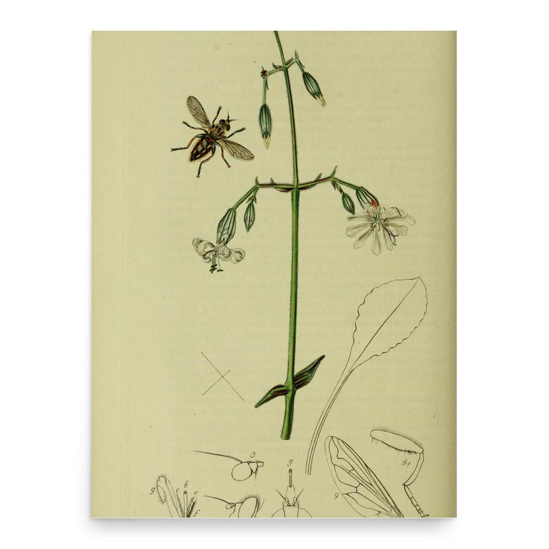 George Thomas Rudd poster print, in size 18x24 inches.