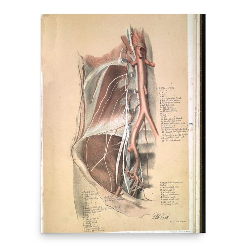 George Viner Ellis poster print, in size 18x24 inches.