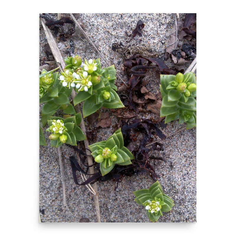 Gerhard August Honckeny poster print, in size 18x24 inches.