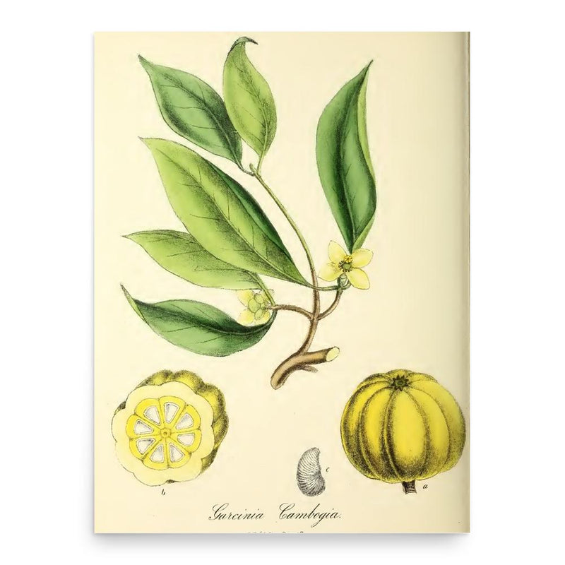 Gilbert Thomas Burnett poster print, in size 18x24 inches.